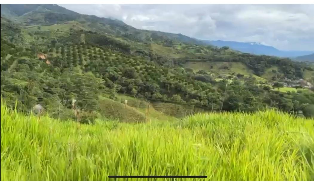 Bosque Dorado - Land