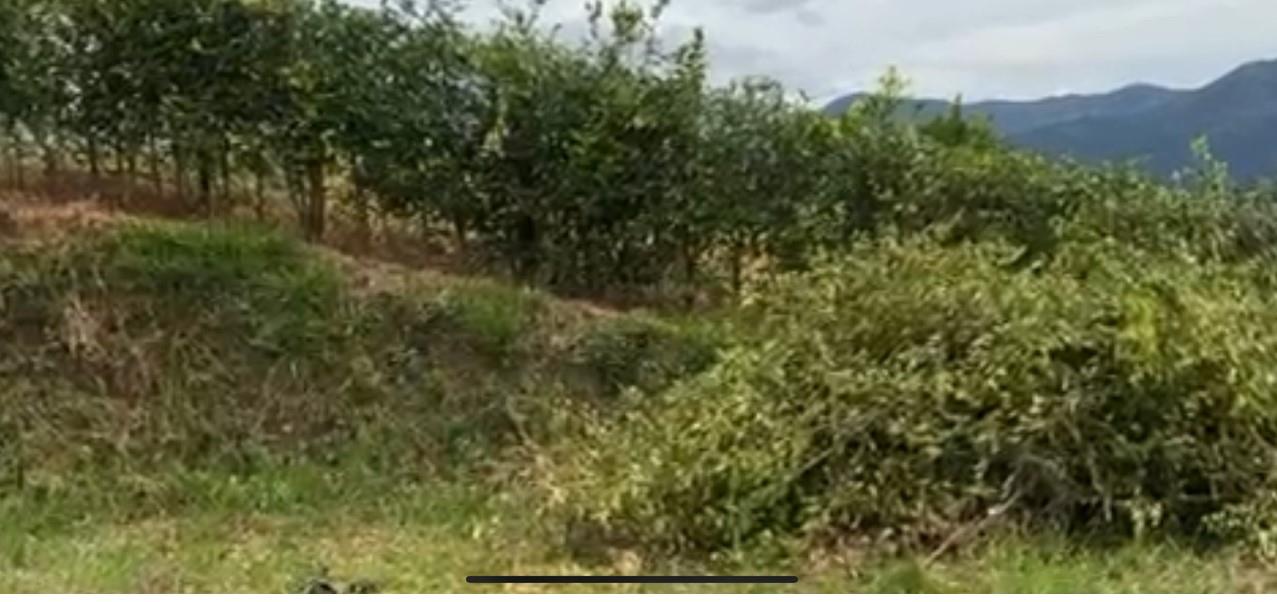 Bosque Dorado - Land