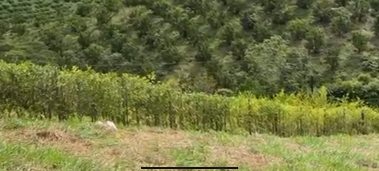 Bosque Dorado - Land