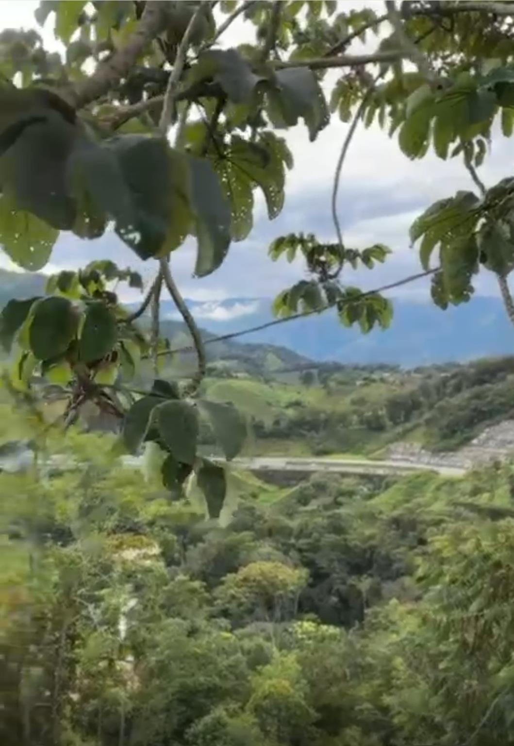 Bosque Dorado - Land