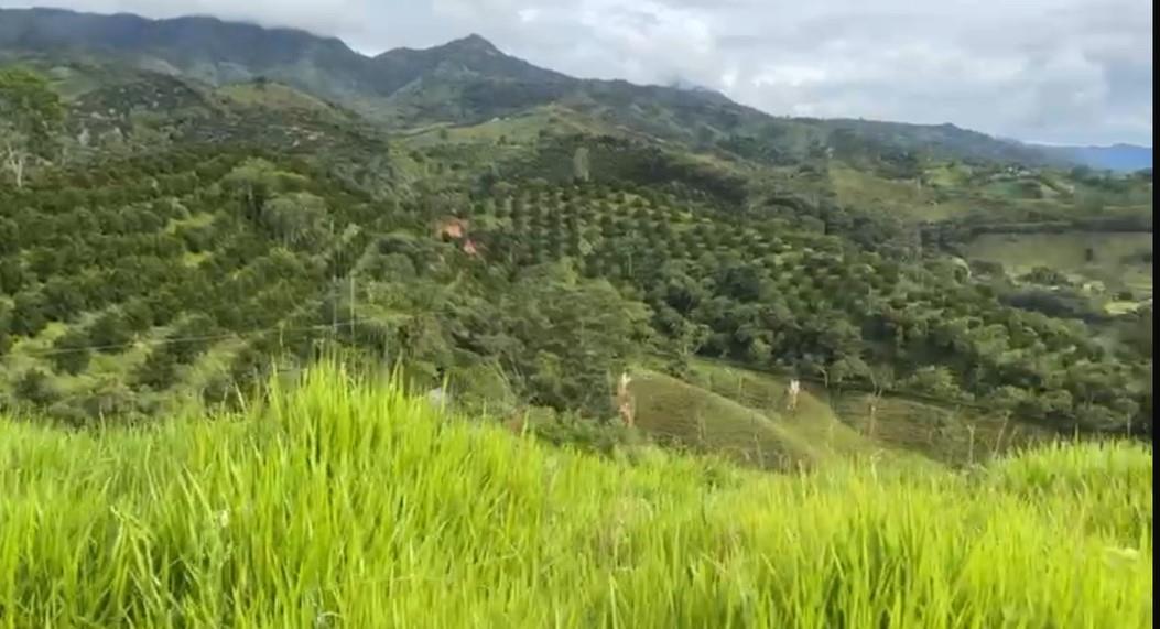 Bosque Dorado - Land