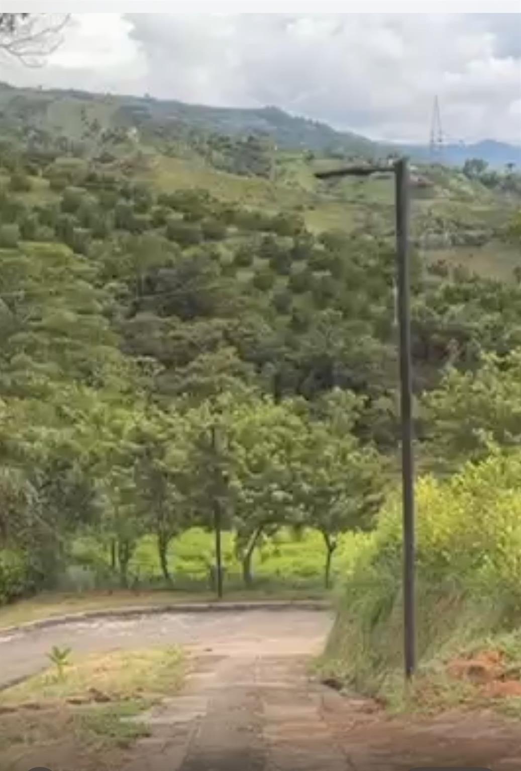 Bosque Dorado - Land