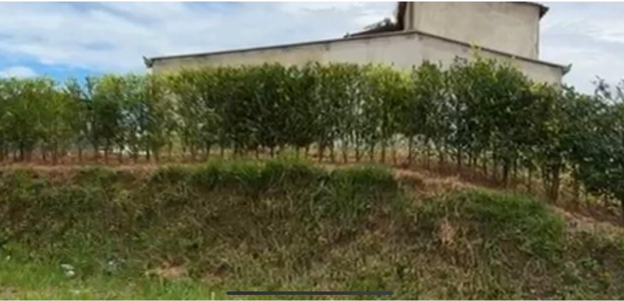 Bosque Dorado - Land