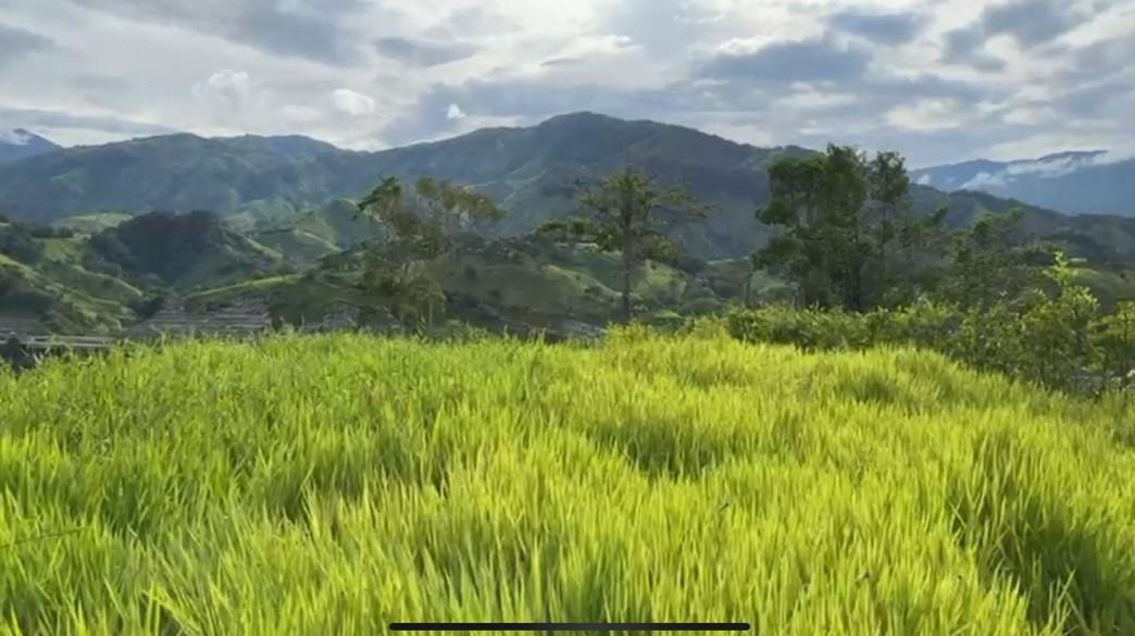 Bosque Dorado - Land