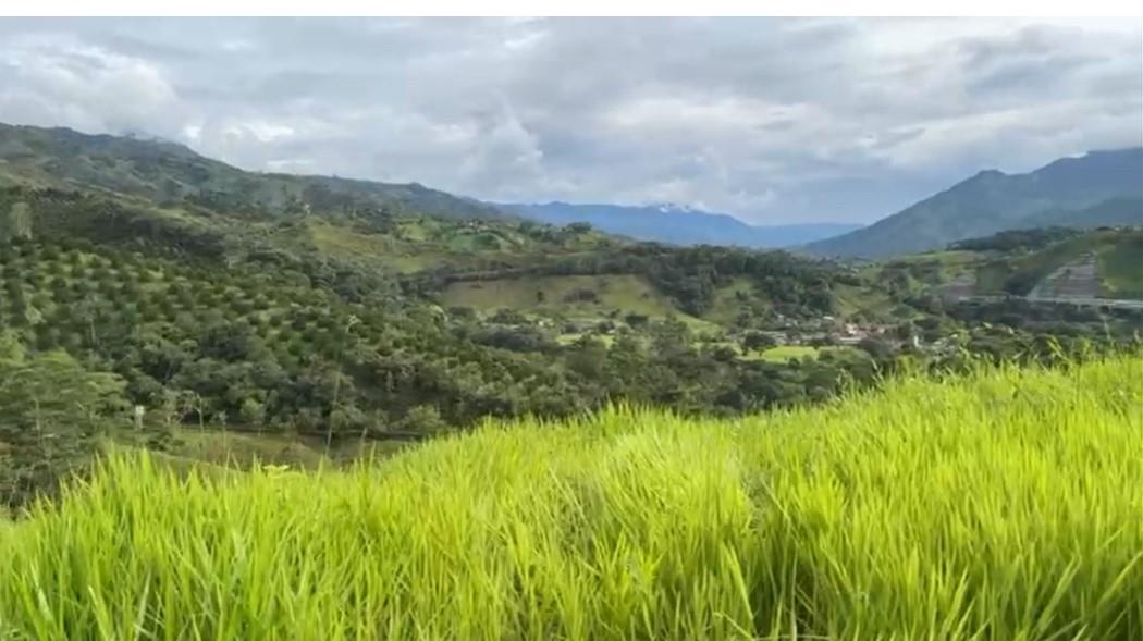 Bosque Dorado - Land