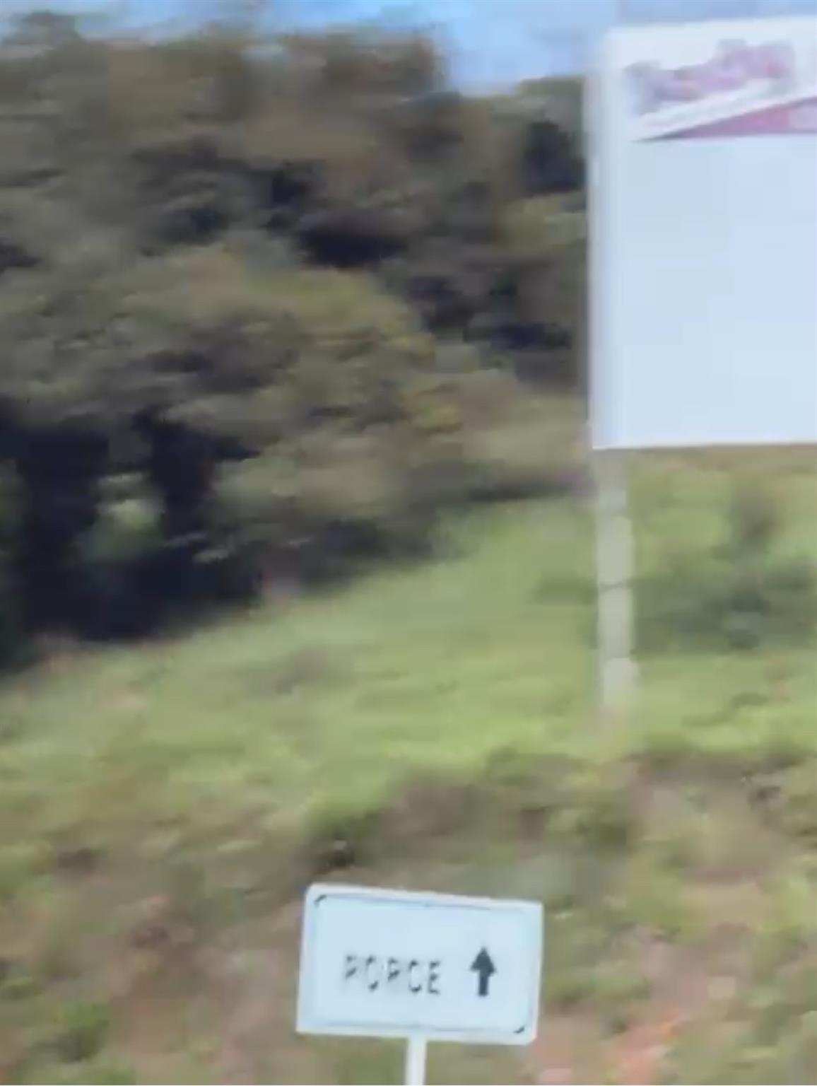 Bosque Dorado - Land