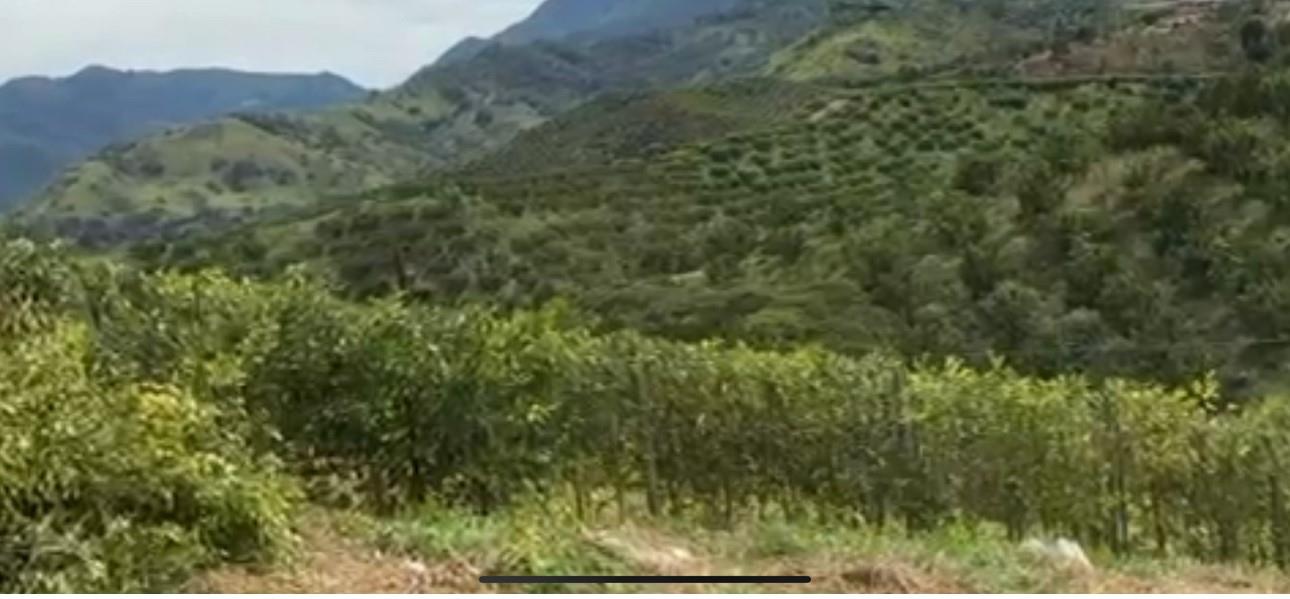 Bosque Dorado - Land