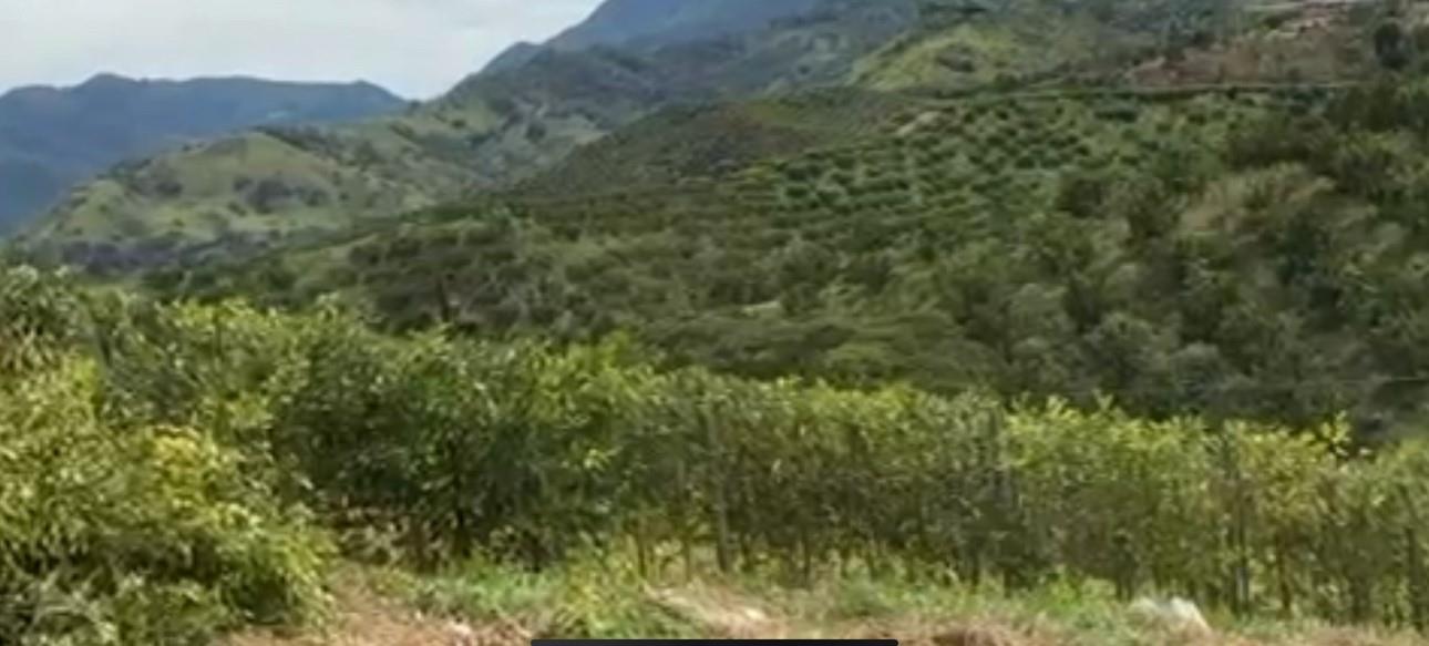 Bosque Dorado - Land