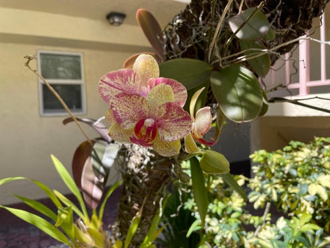 Tiny photo for 4629 Poinciana Street #522, Lauderdale By The Sea, FL 33308 (MLS # B26090342)