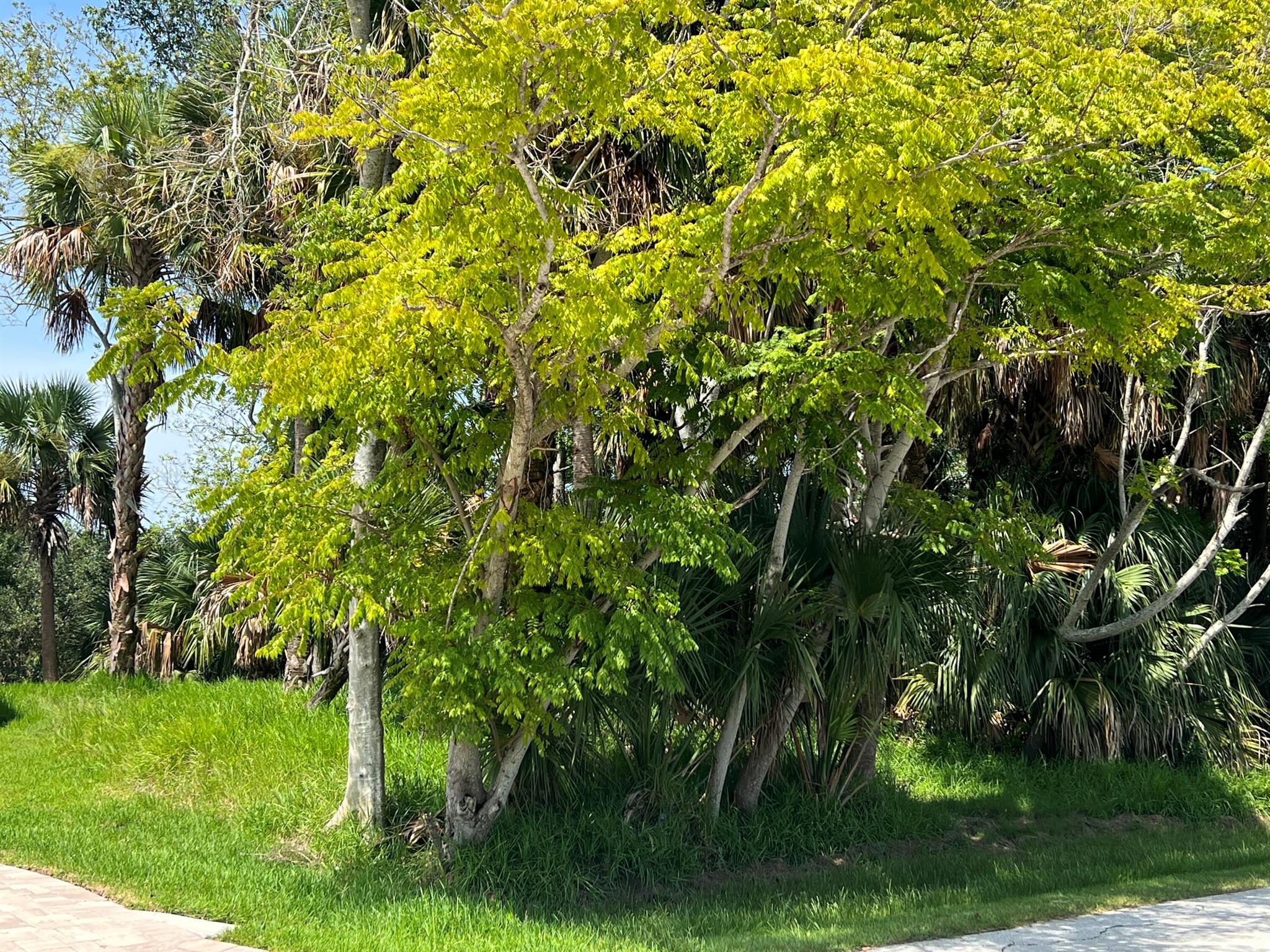 111 Cimmaron Drive