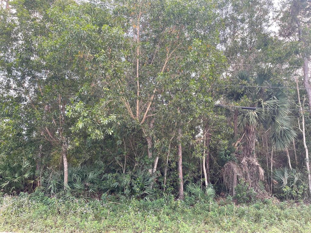 One of the most gorgeous vacant lots I've seen since being in the business since 1991! This is a WOW WOW WOW lot if you love trees. Loaded with mature Pines, Oaks and Sabal Palms. The pictures do not do this lot justice. Don't miss your chance to have this lot, nice homes in the area and only 2nd lot off pavement.