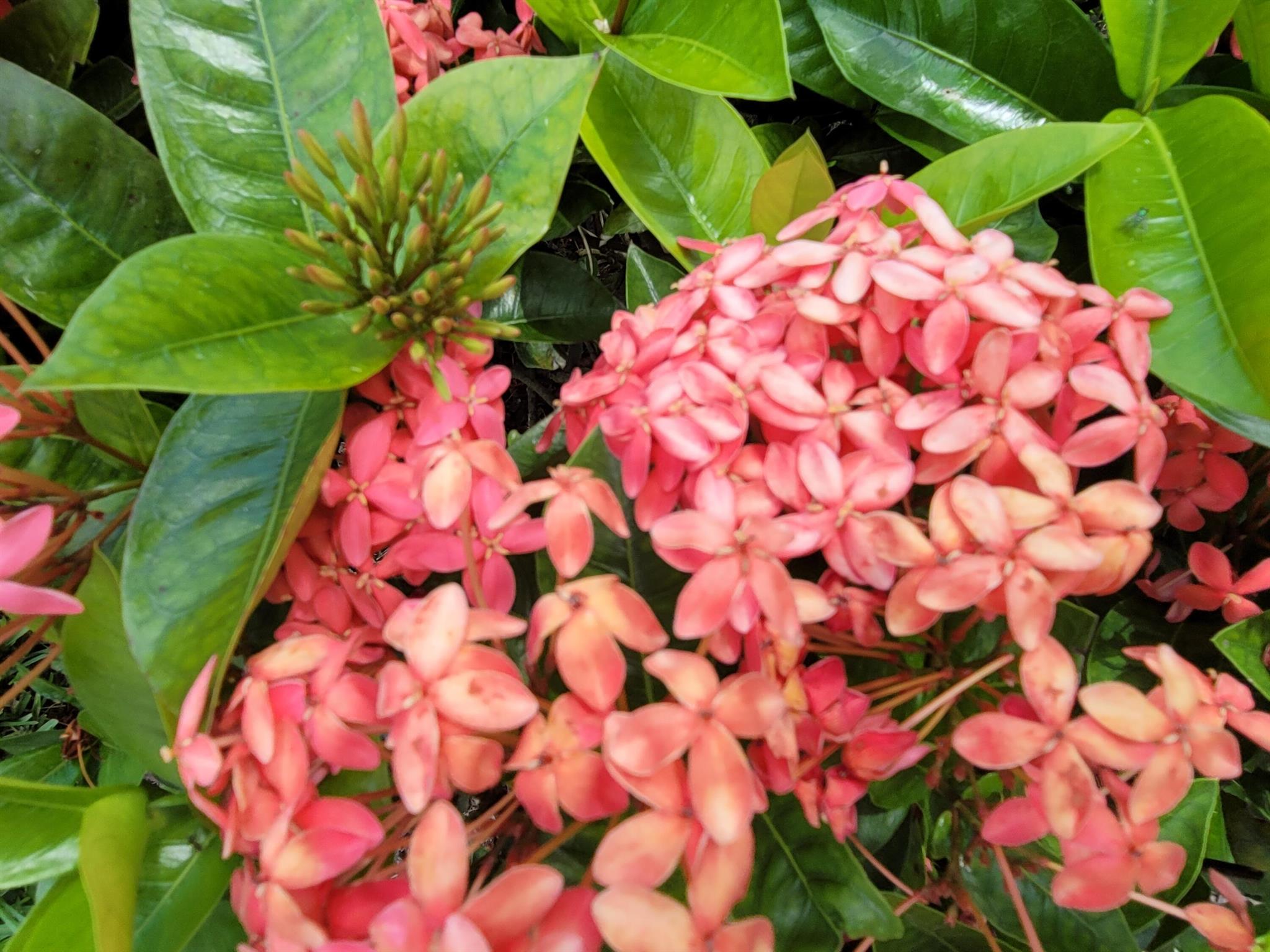 LAGUNA OF VERO BEACH - Residential Lease