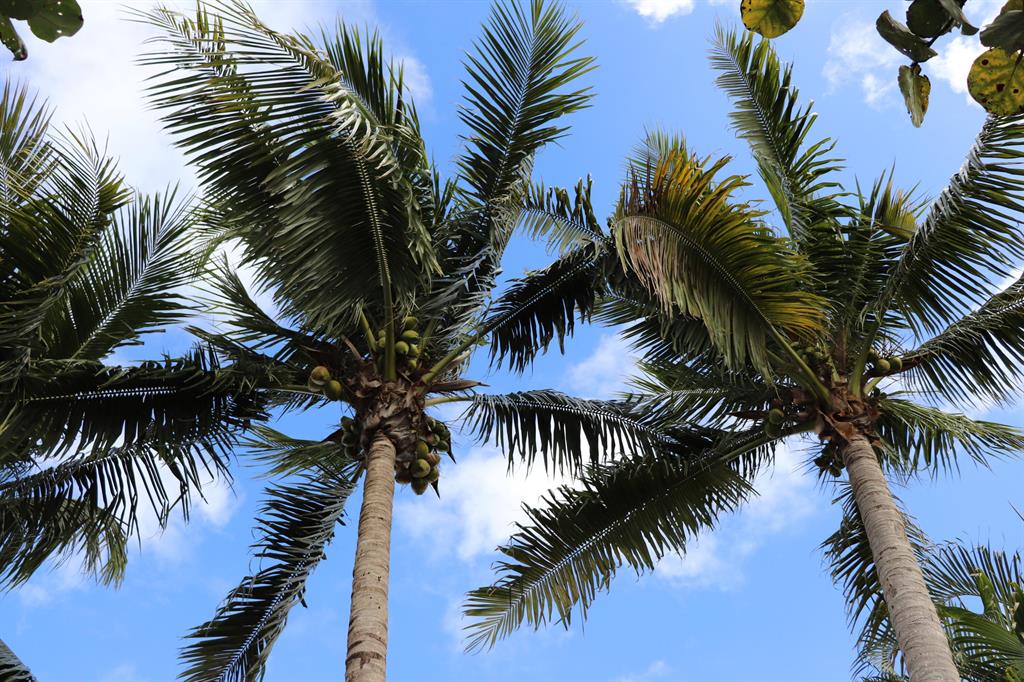 VICTORIA WOODS 3B - Residential