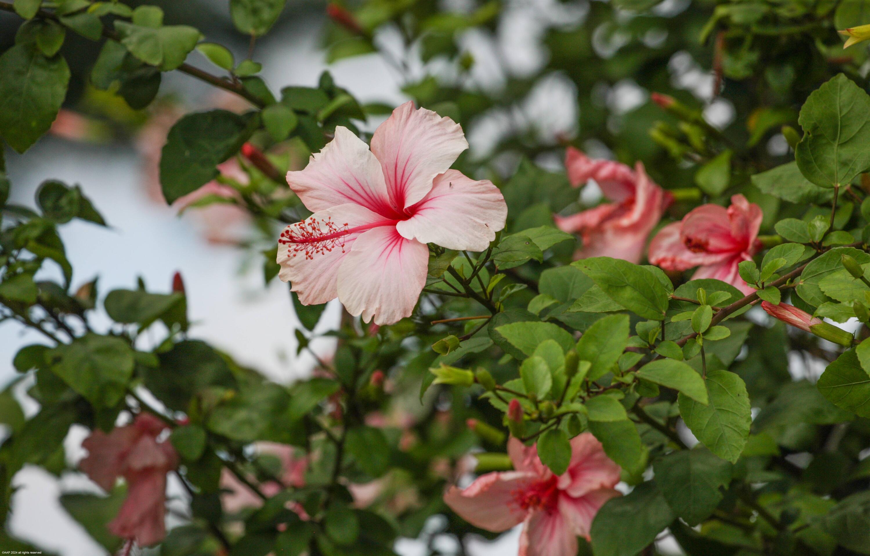 PADDOCK PARK 2 OF WELLING - Residential Lease