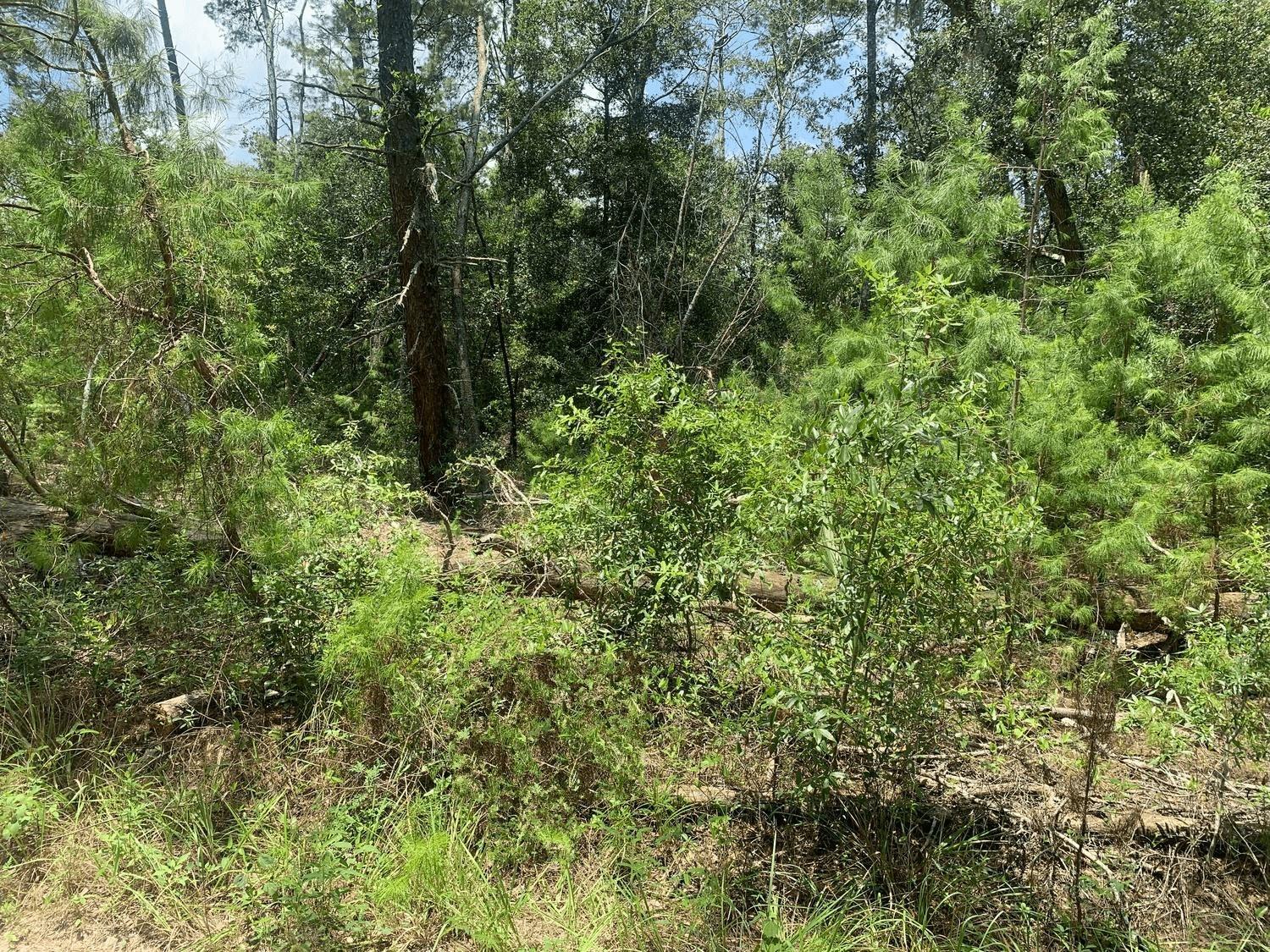 Nice building lot in Putnam County. Buy today, build tomorrow.
Only $1,000 down with no credit check.