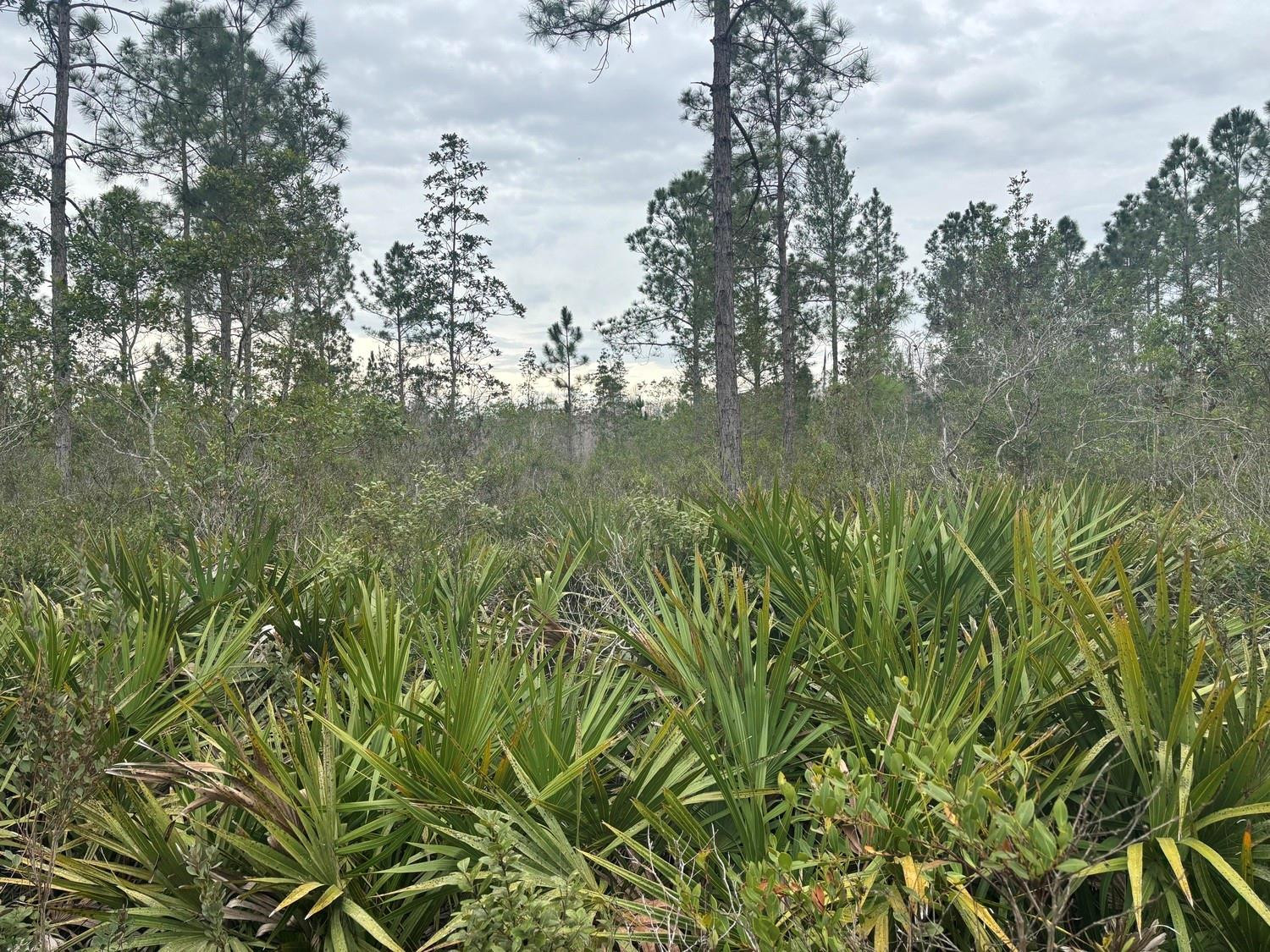 Opp26 Orlando Pines - Land