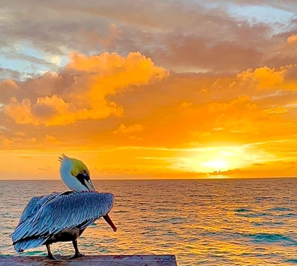 Ocean Monarch Condo - Residential Lease