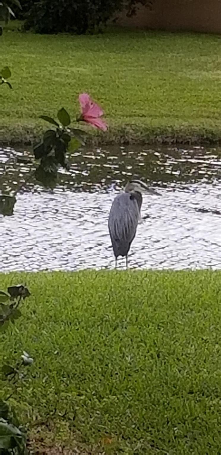 TARTAN COCONUT CREEK - Residential