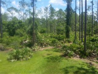 Indian Hammock - Land