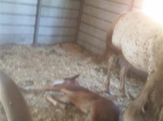 Indian Hammock - Land