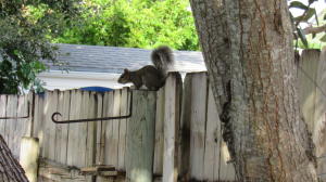 LAKE WORTH TOWN OF - Residential Income