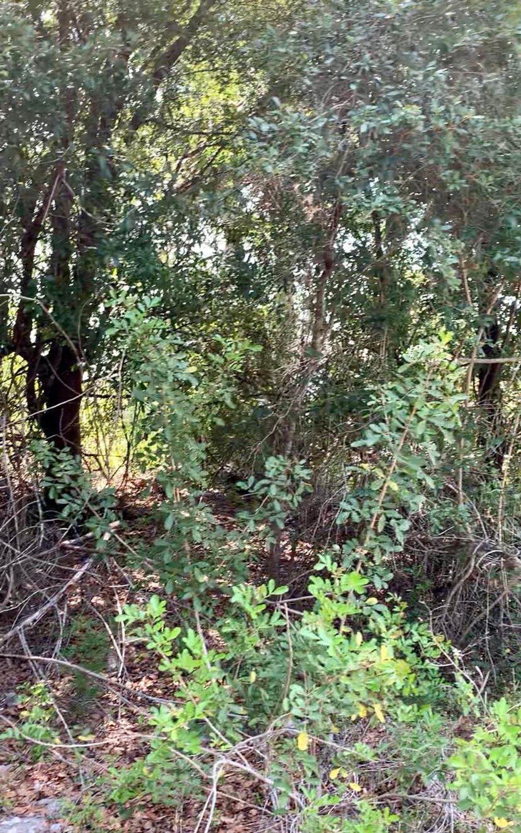 Photo of 4237 SW Tuscol Street St, Port St Lucie, FL 34953 (MLS # R10798297)