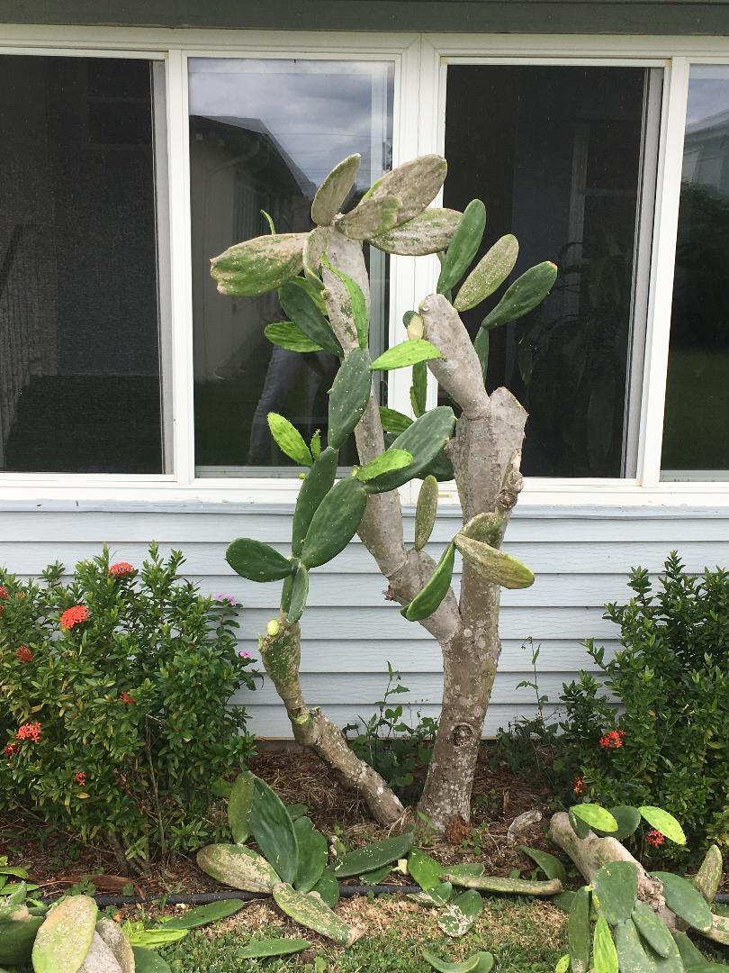 CAMBRIDGE AT HERITAGE RID - Residential