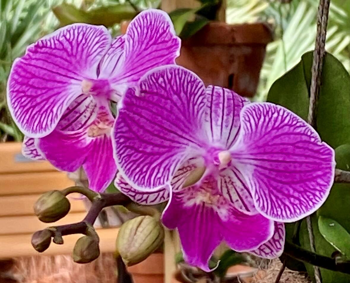 OSPREY PRESERVE - Residential Lease