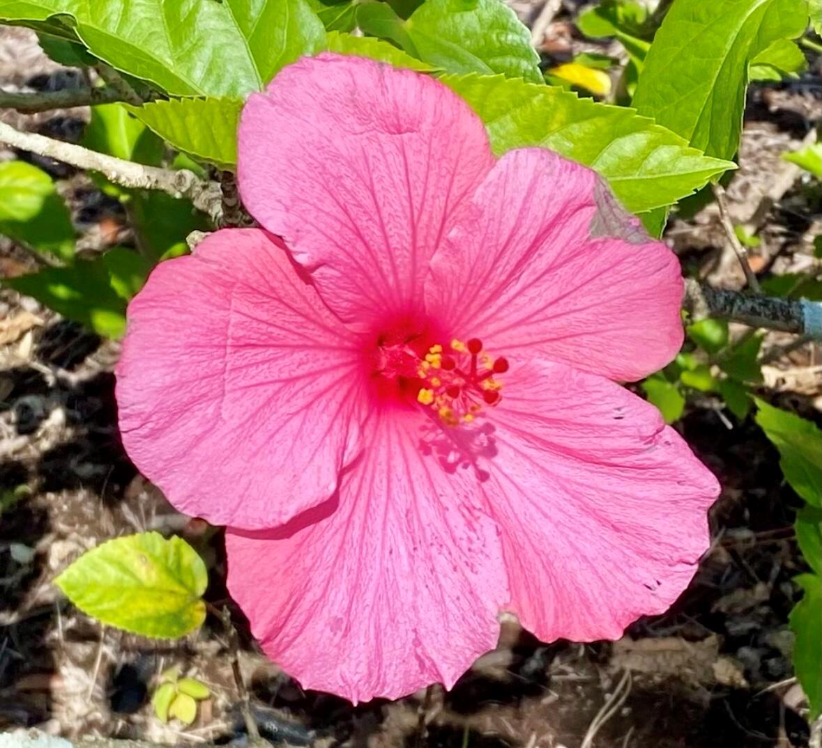 OSPREY PRESERVE - Residential Lease