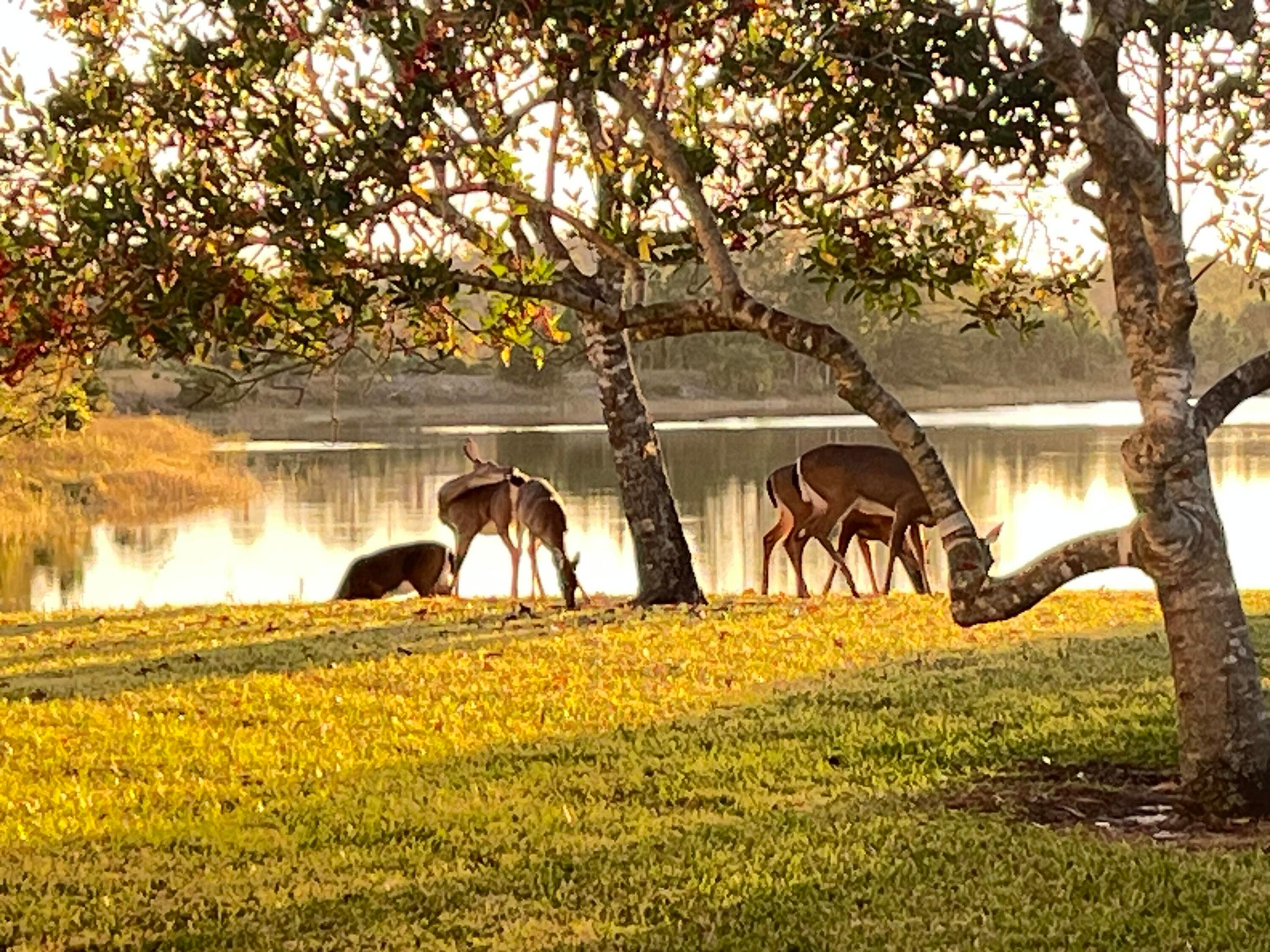 ANDROS ISLE - Residential