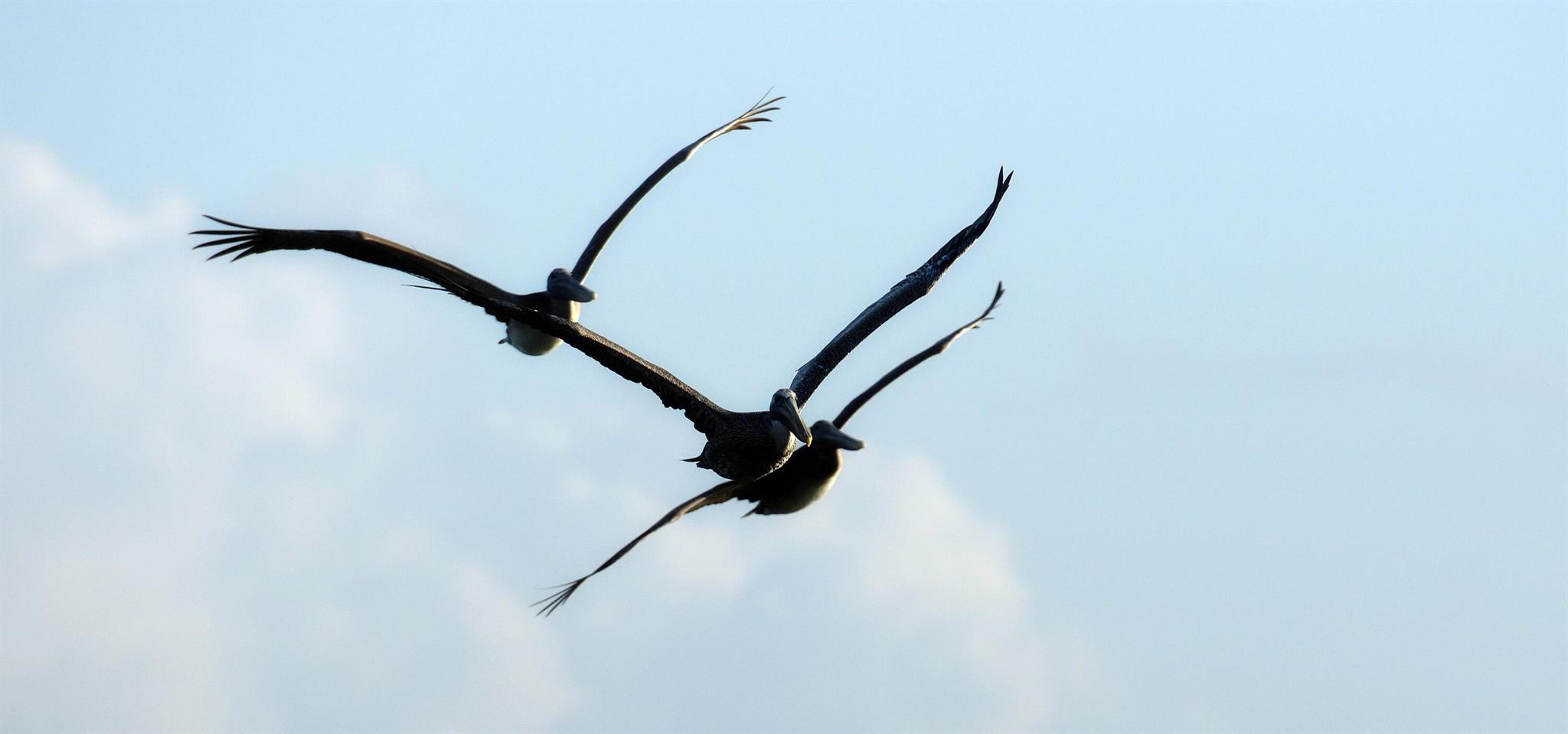 TELARO AT SOUTHERN GROVE - Residential