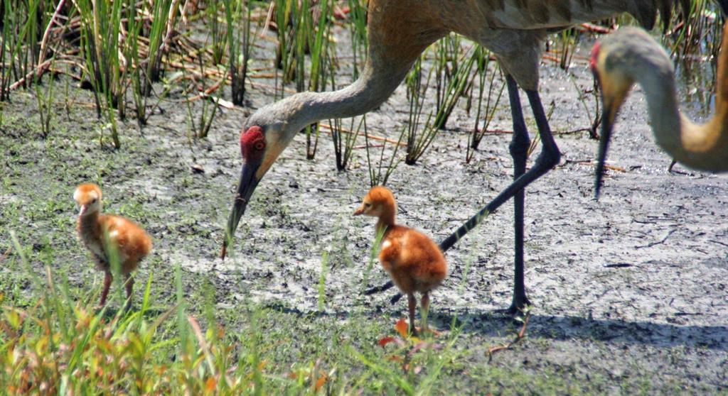 DOUBLE TREE PLAT 1 - Residential