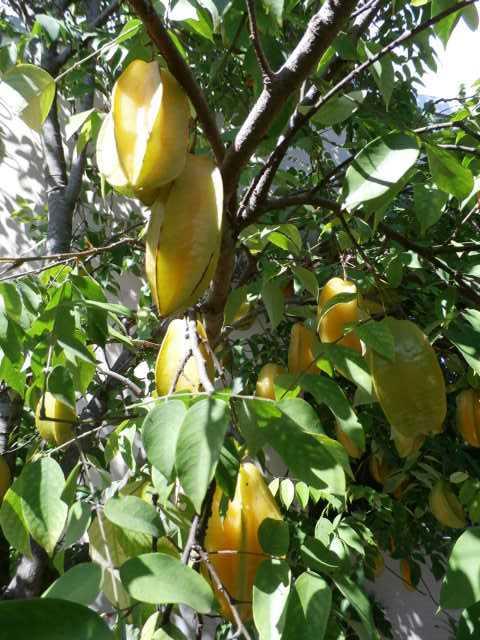 COLLIER MANOR 2ND ADD - Residential