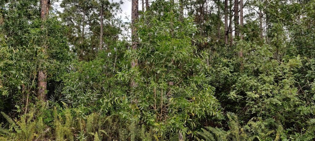 Photo of 133 153rd Road N, Jupiter, FL 33478 (MLS # R10705114)