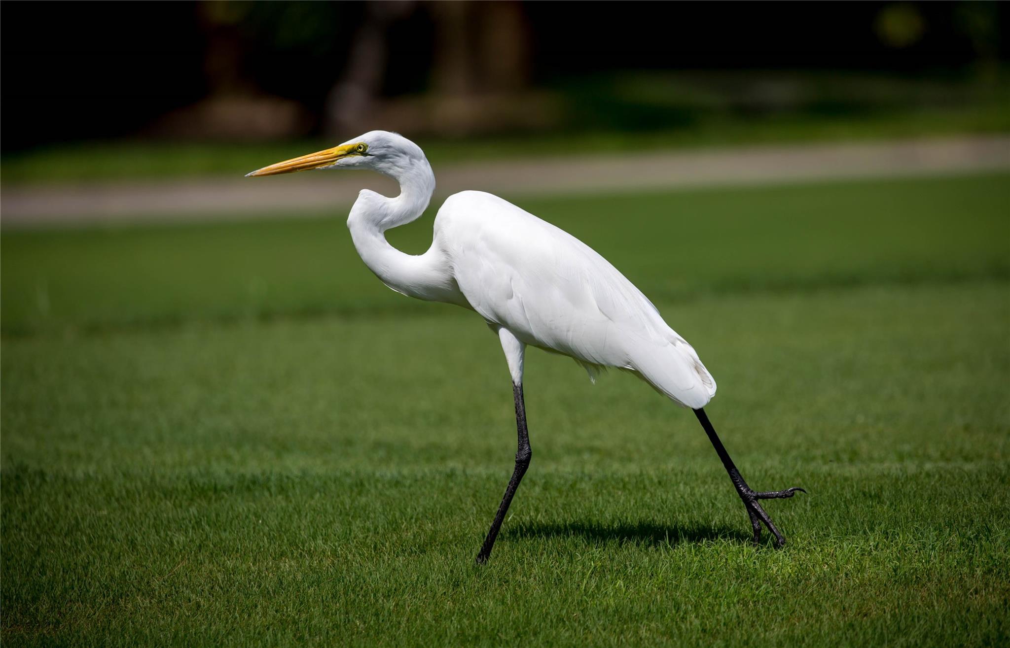 IRONHORSE PAR F - Residential