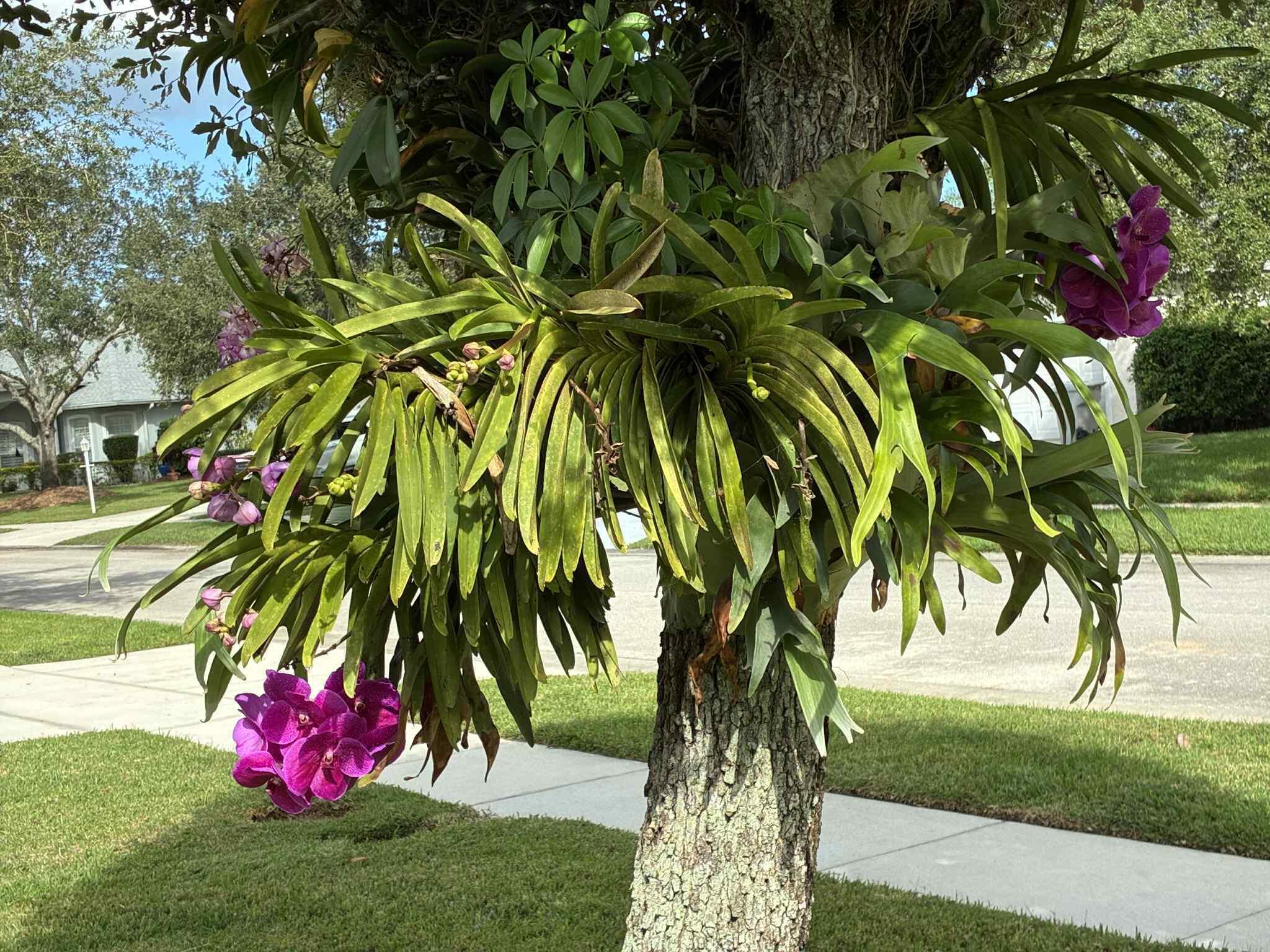 Hammock Lakes - Residential