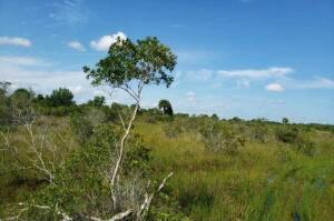 Kissimmee Prairie - Come enjoy the outdoors on your ATV and camp out for the weekend in these 5acres. This land is perfect for all your recreational needs. Land is fully wetland and not buildable.