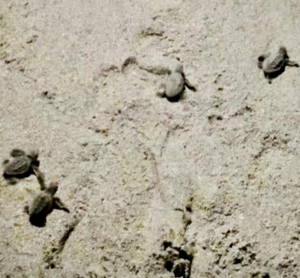 MAYAN TOWERS CONDO I - Residential