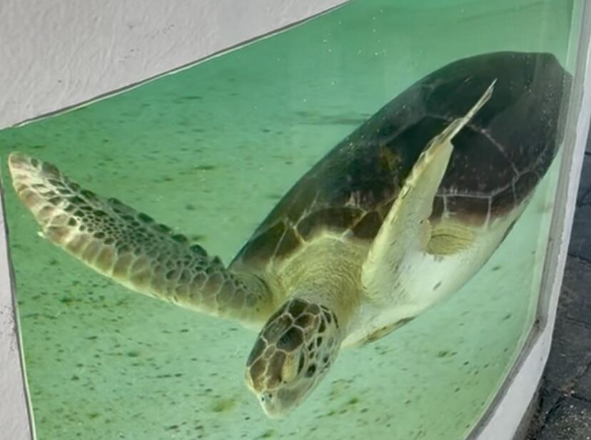 MAYAN TOWERS CONDO I - Residential