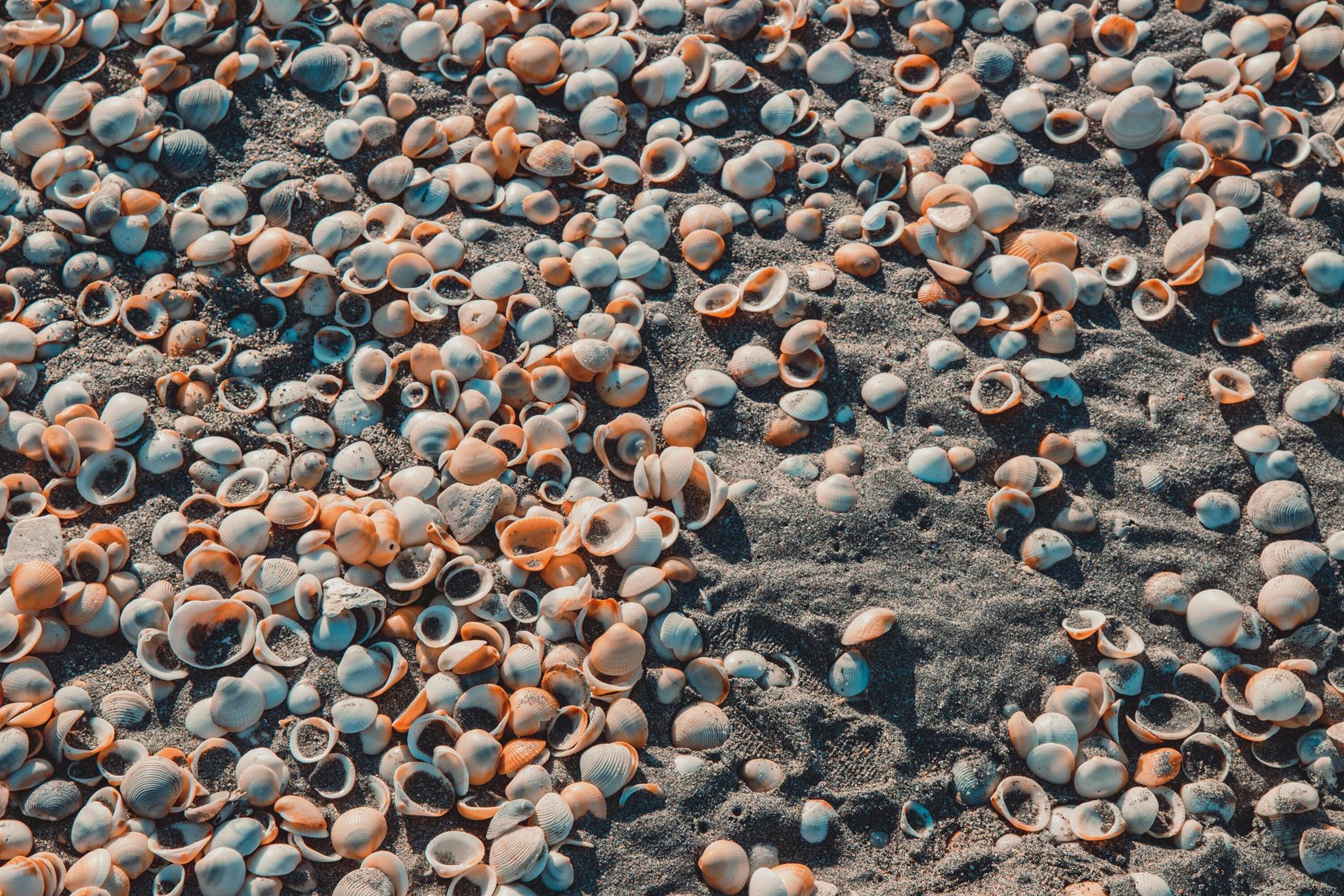 Little Club - Residential