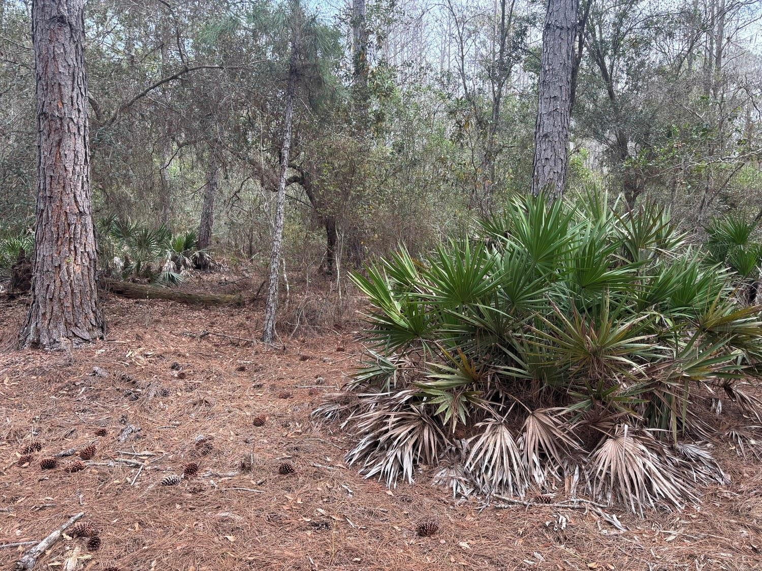 Opp106 Orlando Pines - Land