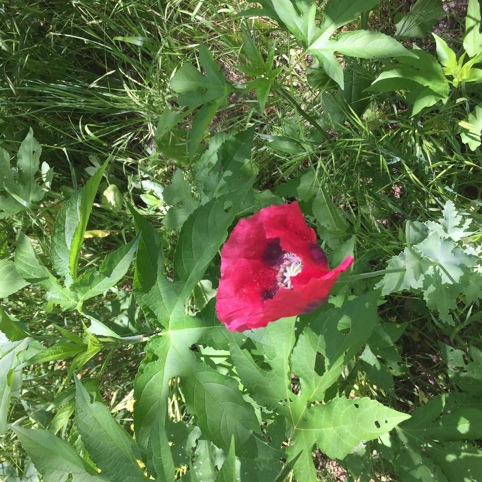 EAST LAKE VILLAGE NO 2 - Residential