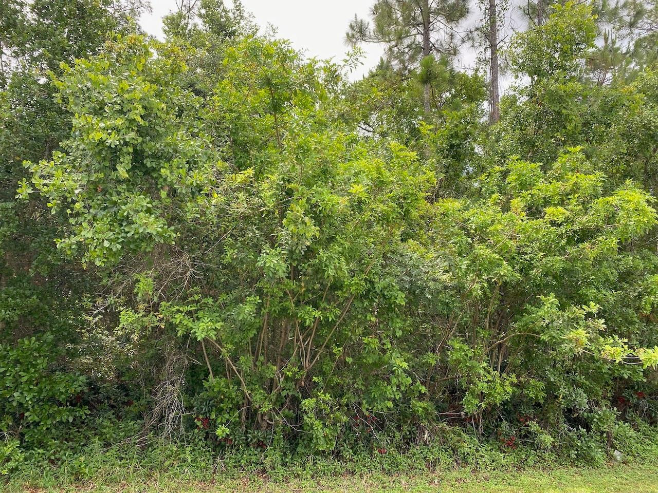 Indian Lake Estates - Land