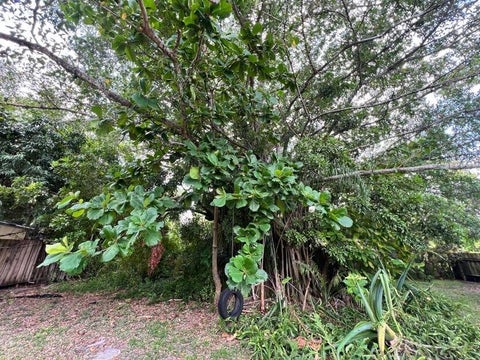 Tiny photo for 1732 NE 15TH Avenue, Fort Lauderdale, FL 33305 (MLS # B26054296)