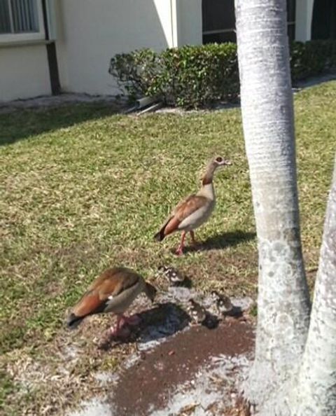 A home in Greenacres