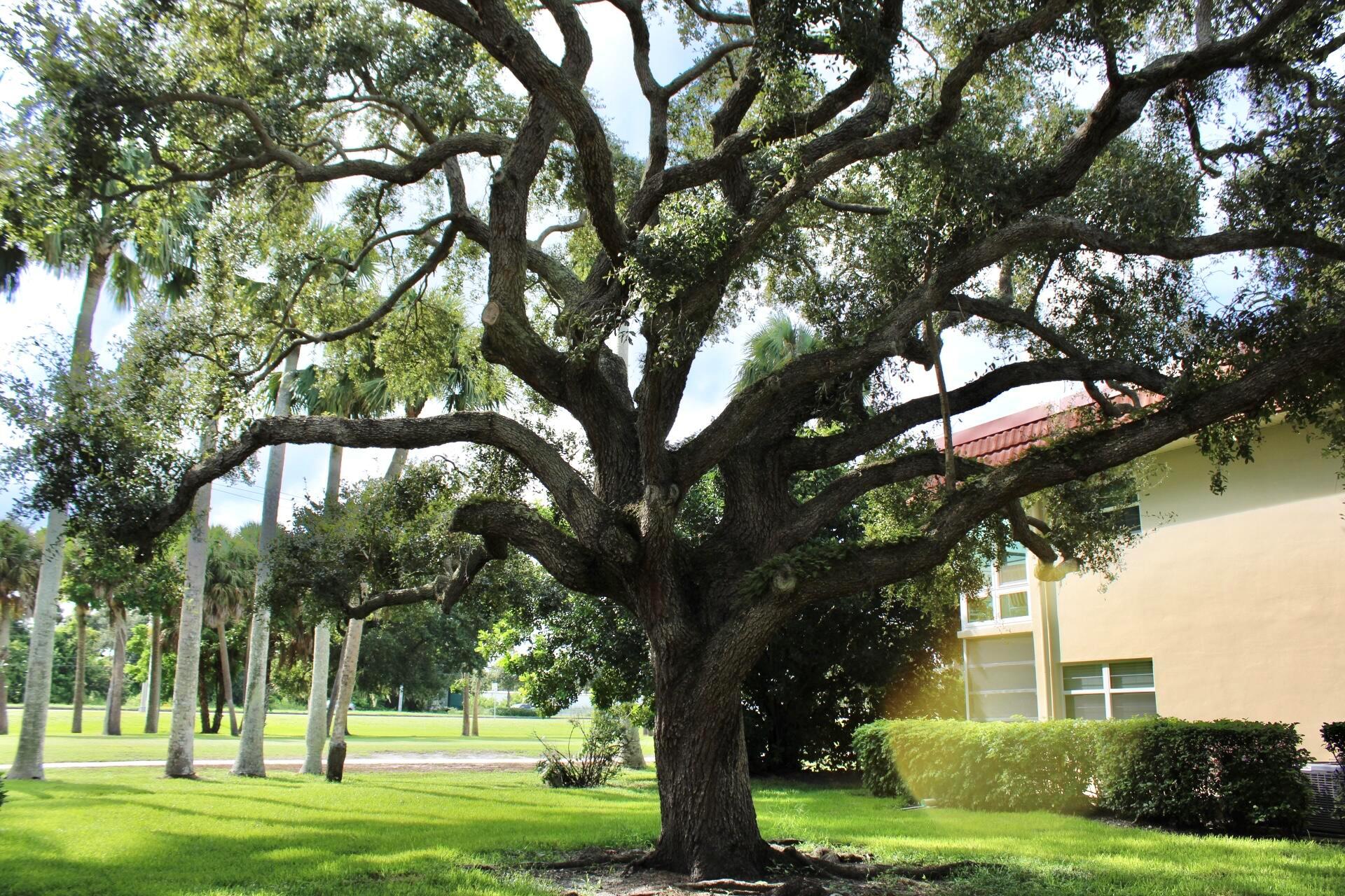 VISTA ROYALE PHASE IV BLD - Residential Lease