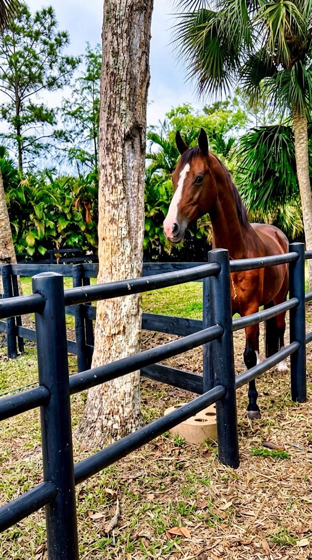 Photo of 17225 Mare Lane, The Acreage, FL 33470 (MLS # B26009514)