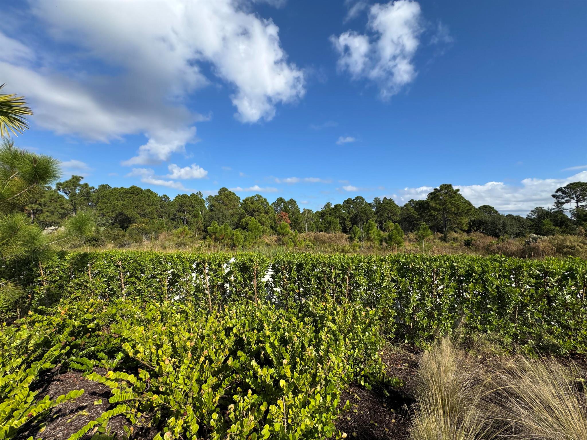 PANTHER NATIONAL AT AVENI - Land