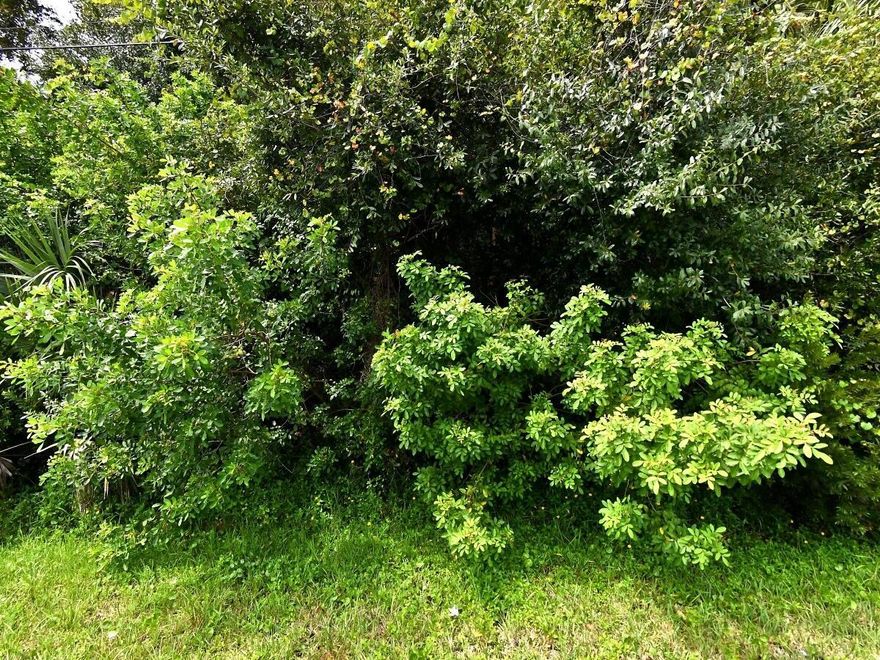 Beautiful Very large lot quies neighborhood lots of vacant lots.