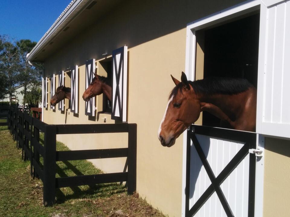 Beautiful new 10 stall barn for rent in Wellington FL, short hack to WEF, huge GGT ring, full set of jumps, direct bridal trail access, tractor with drag and bucket loader, large padded stalls, fly spray, washer & dryer, fans, full shutters, barn doors, and much more. Seasonal lease.